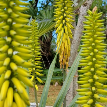 pineapplefields Garden area